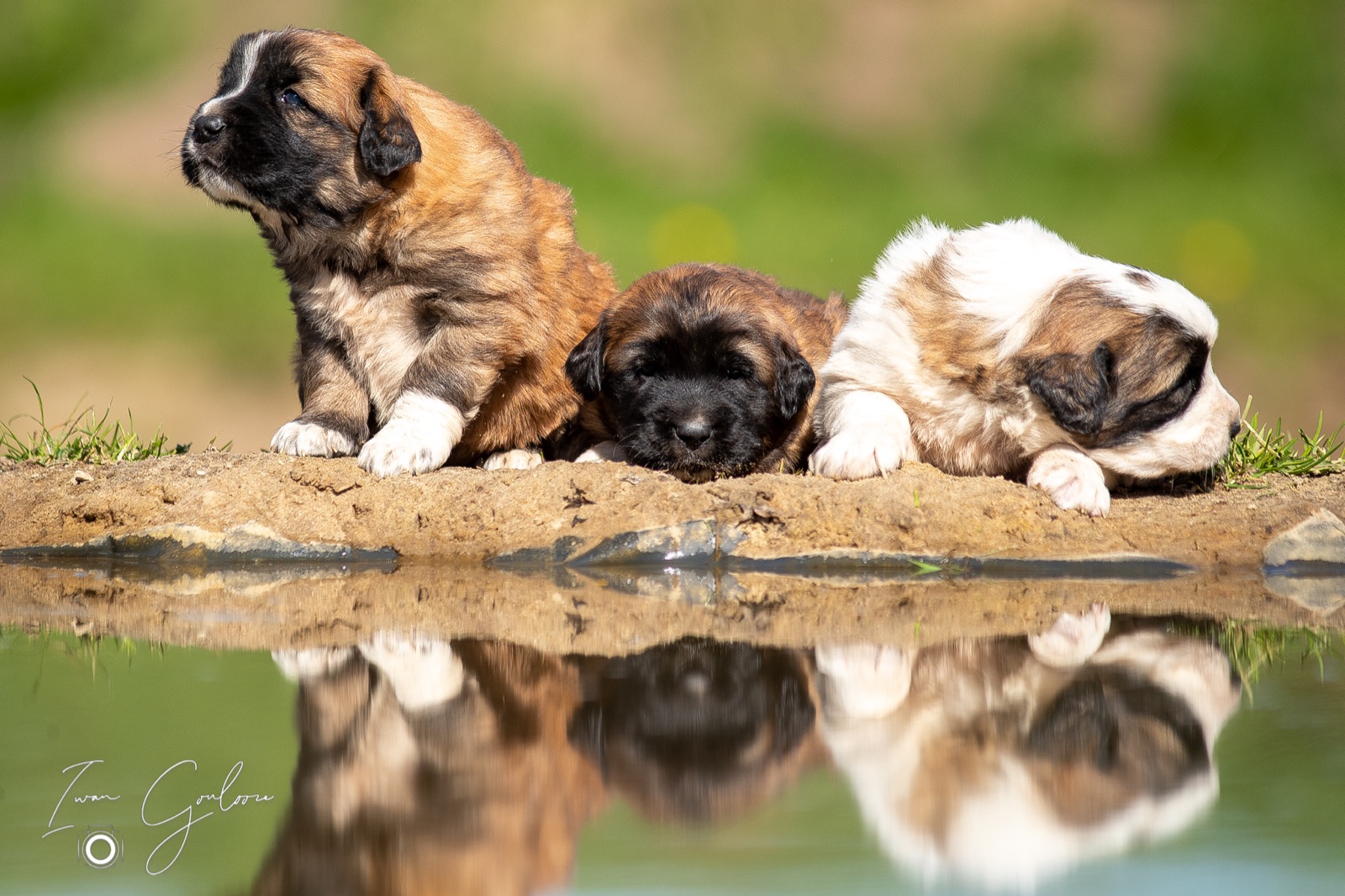 Honden
